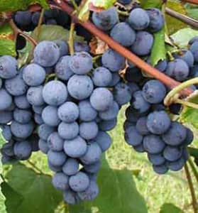 Сорт винограду ізабелла: опис, історія, властивості