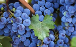 Коли збирати виноград ізабелла для вина у середній смузі і в підмосковї