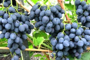 Виноград Сфінкс опис особливостей сорти, догляд, вирощування, фото і відгуки