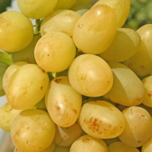 Виноград Аркадія: опис сорти, вирощування і догляд