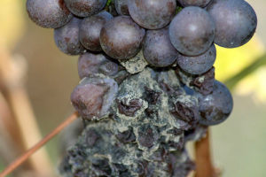 Хвороби винограду: захист і лікування винограду від хвороб і шкідників