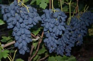 Виноград «Памяті Дженеева»: опис сорту і секрети вирощування (фото і відгуки)