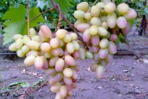 Виноград Віктор: опис сорту, догляд та вирощування, відгуки
