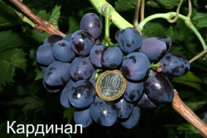 Виноград Кардинал: опис сорти, агротехніка вирощування і догляд