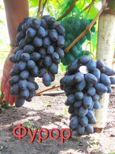 Винограду «Фурор» опис сорту, особливості вирощування, фото і відгуки