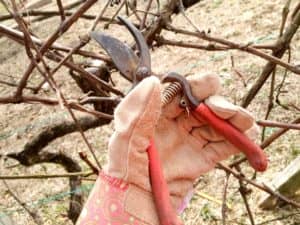 Виноград обрізка, обприскування, обробка восени і укриття на зиму