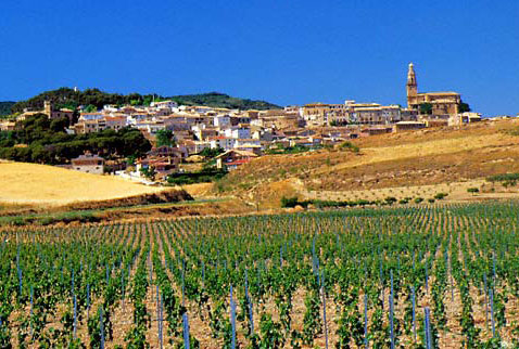 Кращі вина Іспанії — огляд сортів і регіонів
