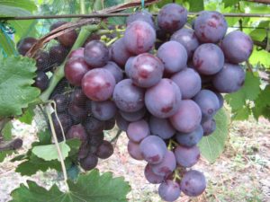 Виноград Рошфор: опис сорти, вирощування і догляд