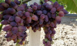 Виноград Красуня: опис столового сорту, особливості вирощування, догляду та відгуки з фото