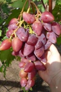 Виноград Дубовський рожевий: опис та характеристика сорти, догляд врожайність і фото