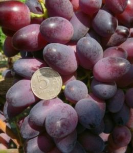Виноград Красуня: опис столового сорту, особливості вирощування, догляду та відгуки з фото