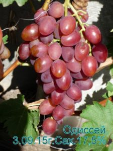 Виноград Одіссей опис сорту, догляд, вирощування та відгуки з фото