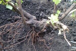 Як пересадити виноград на інше нове місце восени