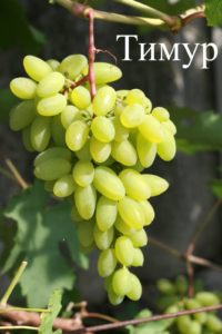 Виноград Тимур (рожевий): опис сорти, вирощування, догляд та відгуки