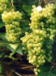 Виноград Русбол (Кишмиш Міраж) опис сорту, вирощування і догляд, відгуки та фото