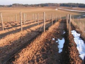 Як правильно утеплити виноград на зиму при якій температурі вкривати і укривний матеріал