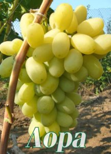 Виноград Флора (Лора): опис сорти, вирощування, догляд та відгуки