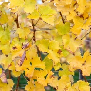 Жовтіє і сохне листя винограду що робити, чим обробити