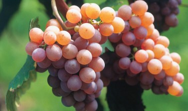 З якого винограду роблять біле вино — огляд сортів