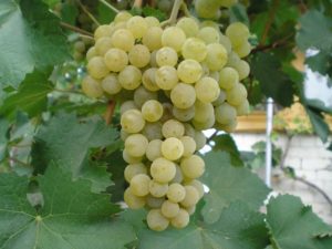 Виноград Цитронний Магарача опис сорти, вирощування та відгуки