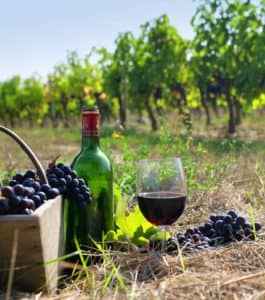 Виноград Каберне Совіньон опис сорту, характеристика, вирощування та відгуки