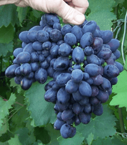 Виноград Кодрянка: опис сорти, вирощування та відгуки