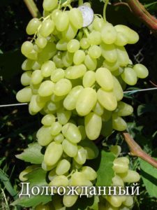 Виноград Довгоочікуваний: опис сорту, особливості вирощування та догляду з фото