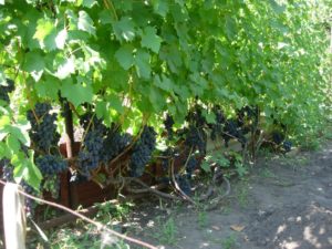 Виноград Кодрянка: опис сорти, вирощування та відгуки