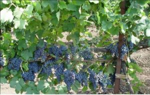 Виноград Сапераві опис сорти, вирощування, догляд, використання та відгуки