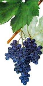 Огляд — які найкращі сорти винограду для вина