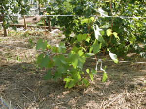 Виноград в перший рік після посадки: як утеплювати, догляд. формування і обрізка