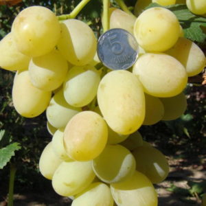 Виноград конвалія: опис сорти, вирощування і догляд, фото і відгуки