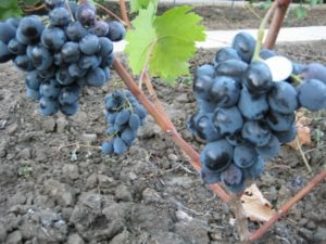 Виноград Руслан: характеристика сорту, гідності, догляд та вирощування