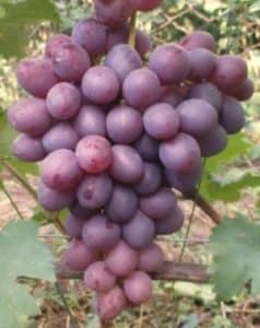 Виноград Низина: характеристика та опис сорту, особливості вирощування, гідності та відгуки