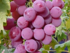 Виноград Захват (мускатний, червоний, чорний, білий) опис сорту, вирощування та відгуки