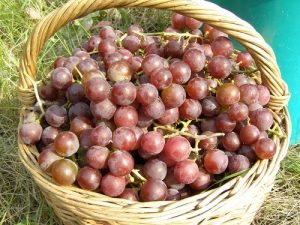 Виноград Лідія: опис сорту, догляд та вирощування, відгуки