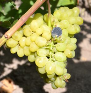 Виноград Валек опис та характеристика сорти, вирощування та фото