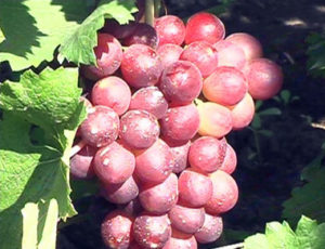 Виноград Кардинал: опис сорти, агротехніка вирощування і догляд