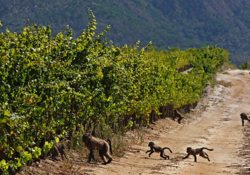 Нектар зі спекотної Африки — прекрасне вино ПАР