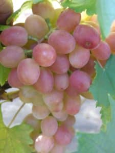 Виноград Гурман ранній і лакомка опис сорти, вирощування і догляд, фото і відгуки