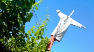 Як захистити виноград від птахів: відлякування і ізоляція