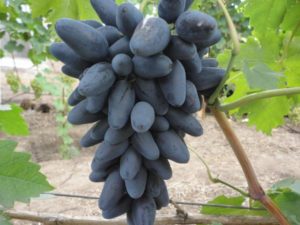 Виноград Вікінг: опис сорту, характеристика, вирощування відгуки та фото