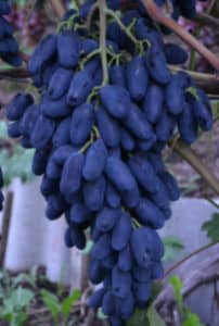 Виноград «Памяті Дженеева»: опис сорту і секрети вирощування (фото і відгуки)
