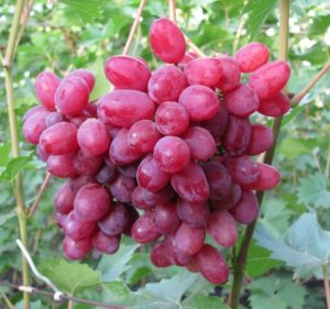Виноград Геліос опис сорти, вирощування та відгуки з фото