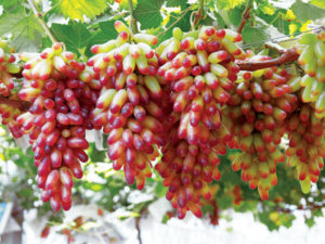 Виноград «Манікюр фінгер» опис особливостей сорти, догляд, вирощування та відгуки