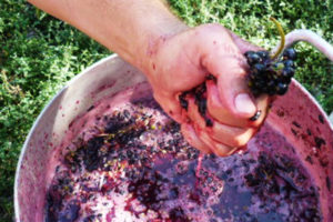 Як зробити друге вино з макухи (мезги) винограду в домашніх умовах