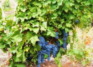 Виноград «Лівадійський чорний» опис та характеристика сорту, особливості вирощування, фото і відгуки