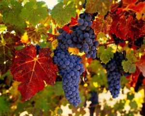 Амурський виноград опис сорту, посадка й догляд, лікувальні властивості та відгуки