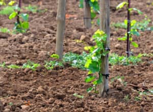 Догляд за виноградом в червні: чим підживити, обрізка, пасинкування і обробка