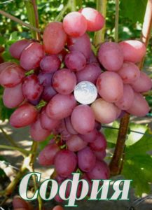 Виноград Софія: опис столового сорту винограду, догляд та вирощування